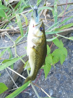 ラージマウスバスの釣果