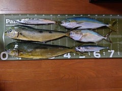 シイラの釣果