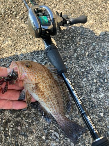 オオモンハタの釣果