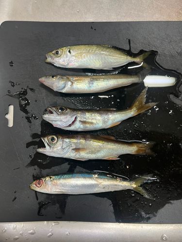 カタクチイワシの釣果