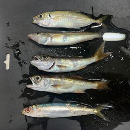 カタクチイワシ