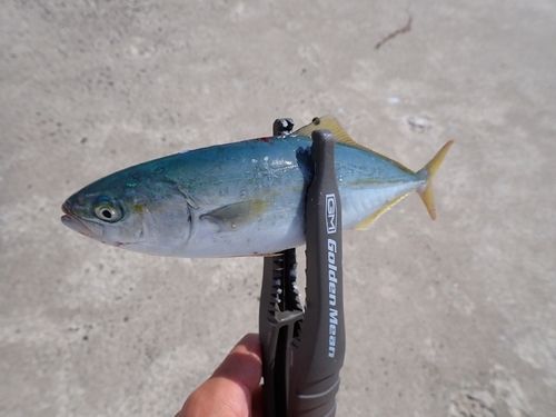 コゾクラの釣果