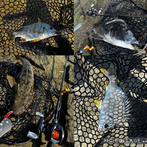 マゴチの釣果