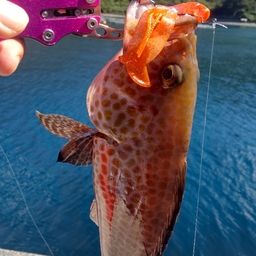 オオモンハタ