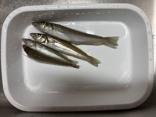 シロギスの釣果