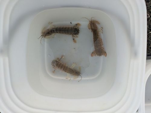 シャコの釣果