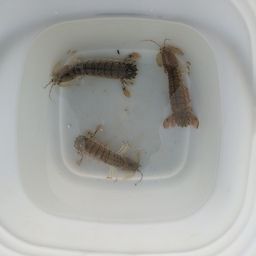 シャコ
