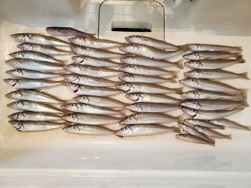 シロギスの釣果