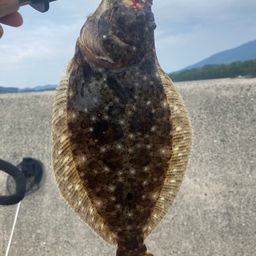 ヒラメ