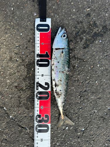 サバの釣果