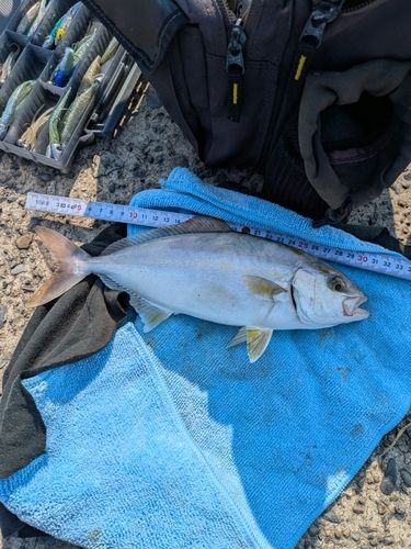 ショゴの釣果