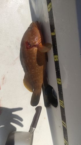 キジハタの釣果