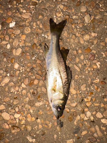セイゴ（マルスズキ）の釣果