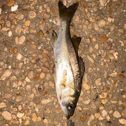 セイゴ（マルスズキ）