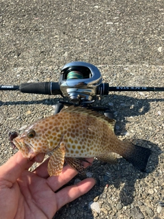オオモンハタの釣果