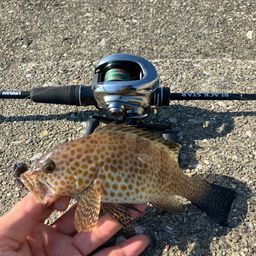 オオモンハタ