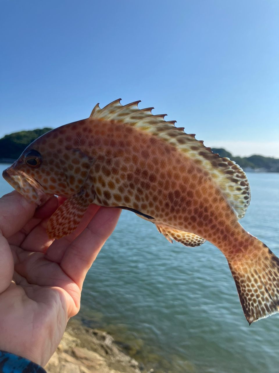 オオモンハタ
