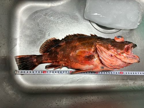 カサゴの釣果