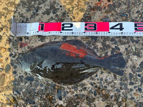 ヒラメの釣果