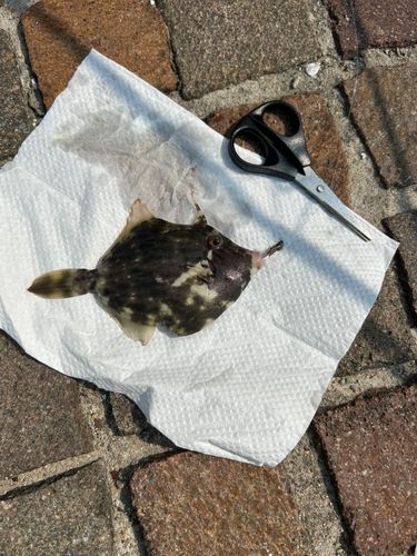 カワハギの釣果