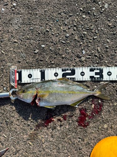 ショゴの釣果
