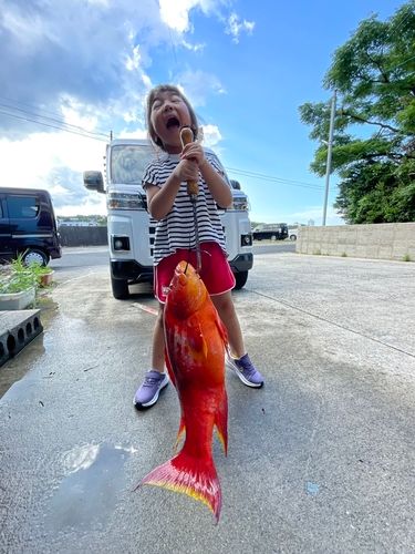 バラハタの釣果