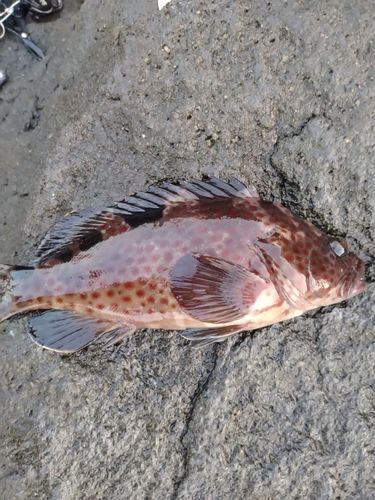 ノミノクチの釣果