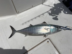 ハガツオの釣果