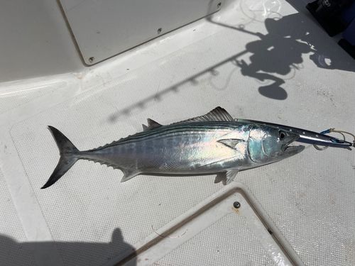 屋久島近海