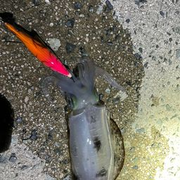 アオリイカ
