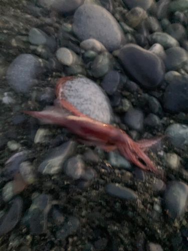 ケンサキイカの釣果