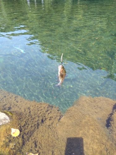 ニジマスの釣果