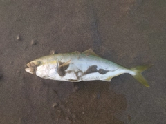 ワカシの釣果