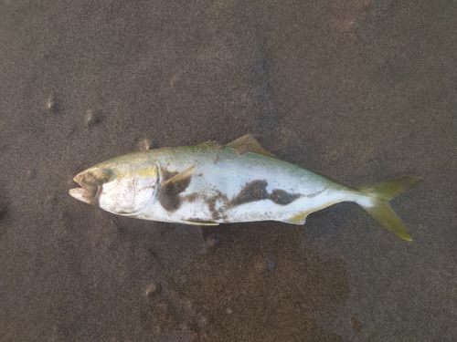 ワカシの釣果