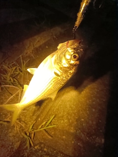 コノシロの釣果