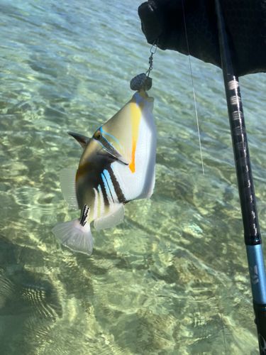 ムラサメモンガラの釣果