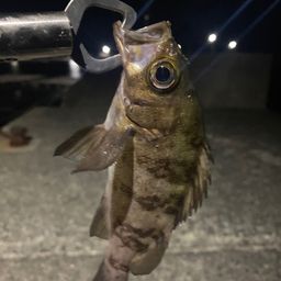 メバル