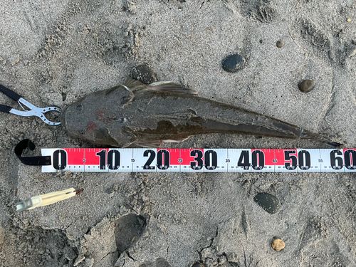 マゴチの釣果