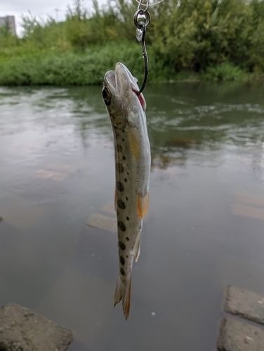 ヤマメの釣果