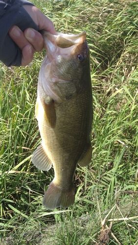 ラージマウスバスの釣果