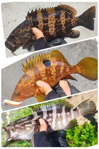 キテンハタの釣果