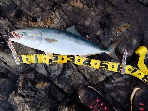 イナダの釣果