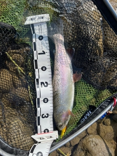 ニジマスの釣果