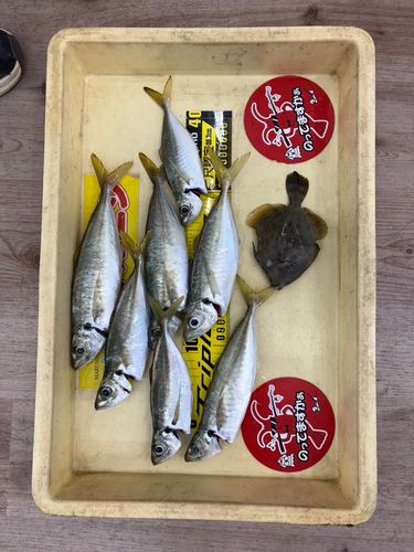 アジの釣果
