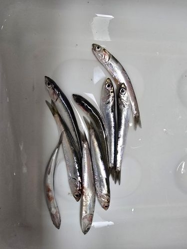 カタクチイワシの釣果