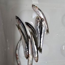 カタクチイワシ