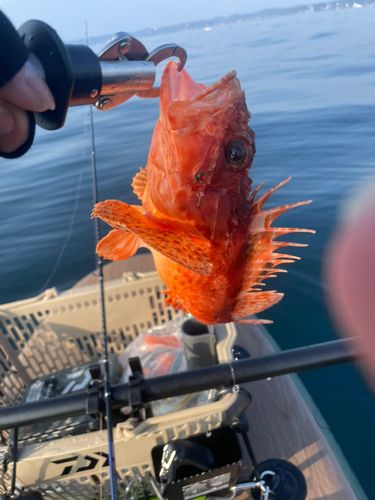 オニカサゴの釣果