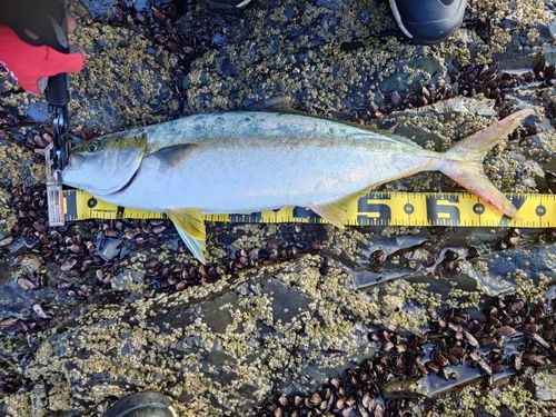 ヒラマサの釣果