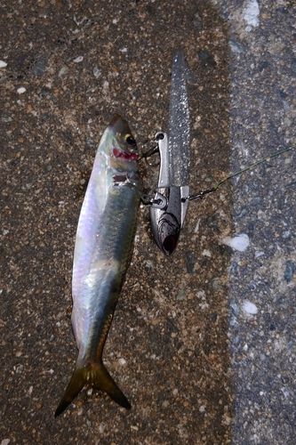 サッパの釣果