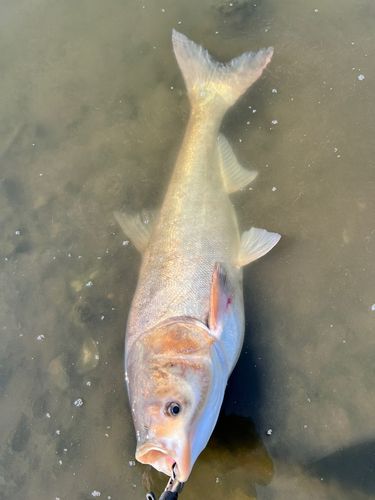 ハクレンの釣果